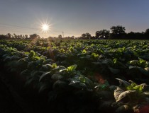 [Capital Humano no Agronegócio: a chave para o sucesso]