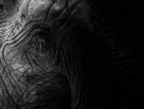 [Elephants, Rhinos & People (ERP): Um overview de 2020]