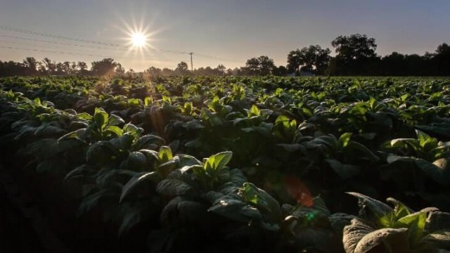 Capital Humano no Agronegócio: a chave para o sucesso