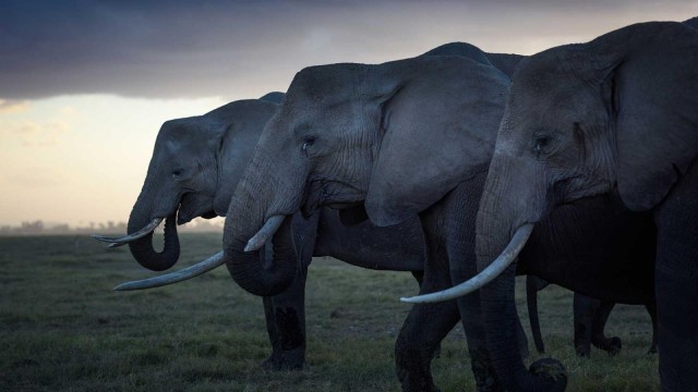 Elephants, Rhinos & People (ERP): Um overview de 2020
