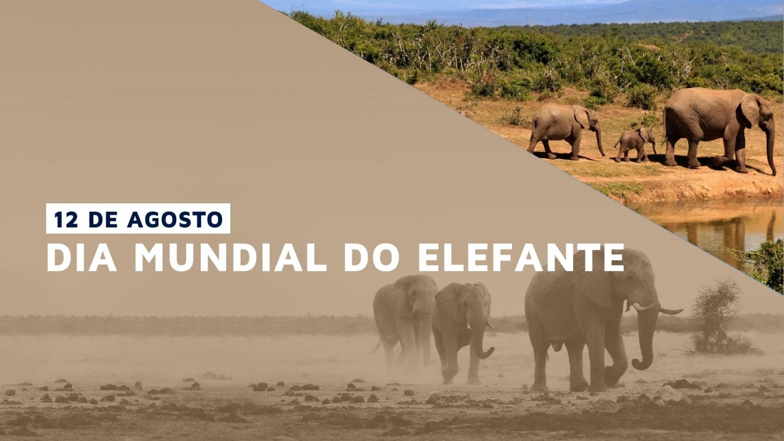 A EPI-USE celebra o Dia Mundial do Elefante